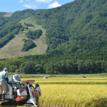 HARVEST SEASON 🌾
